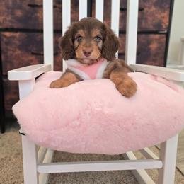 Lily - Brown and white female Aussiedoodle puppy in Prescott Valley, Arizona from Ramirez Family Doodles