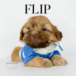 Boy 2 - male Shih Tzu puppy in League City, Texas from Divine Pups