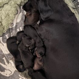 Colby - Black and tan male Dachshund puppy in Las Vegas, Nevada from Desert Dachshunds