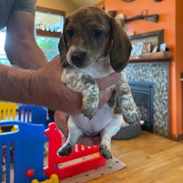 Tootsie - Piebald female Dachshund puppy in Sultan, Washington from Honeydew Ranch