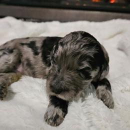 Girl 4 - Merle female Goldendoodle puppy in Meridian, Idaho from Lucy's Golden Doodles