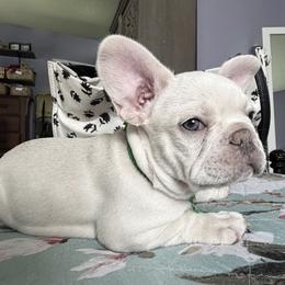 French Bulldog Puppies from DaSilvas Estrella AKC