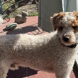 Cavalier King Charles Spaniels, Cavapoos, and Poodles from Bougie South
