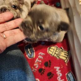 Coffee cup - Blue fawn male French Bulldog puppy in Goshen, Ohio from Washburns bostons