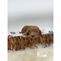 Kiwi - Red  male Goldendoodle puppy in Smithfield, Kentucky from KBK9 Kennels
