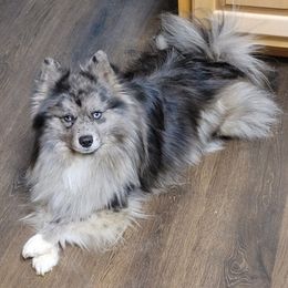 Companion Crosses from Limited Edition Pomskies