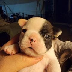 French Bulldog Puppies from Bay River French Bulldogs