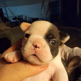 French Bulldog Puppies from Bay River French Bulldogs