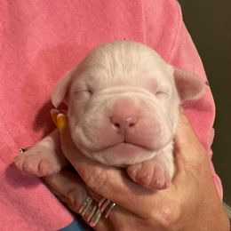 Olaf - White male American Staffordshire Terrier puppy in Marietta, Georgia from Ambition Amstaffs