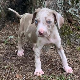 Peach collar male - Blue merle male Catahoula Leopard Dog puppy in Gadsden, Alabama from Rich Cat’s
