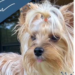 Yorkshire Terrier puppies from Yorkie’s Klassie Kreations