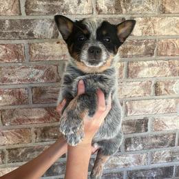 Boy 2 - Blue male Australian Cattle Dog puppy in Irvington, Kentucky from Dry Valley’s Australian Cattle Dogs