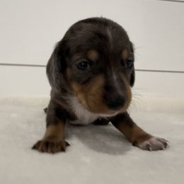 Chip - Dapple male Dachshund puppy in Callahan, Florida from Little Foot Kennels