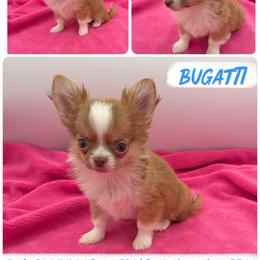 Bugatti - Chocolate sabled fawn male Chihuahua puppy in Williamsburg, Virginia from PAWSitive Cheeky Chihuahuas