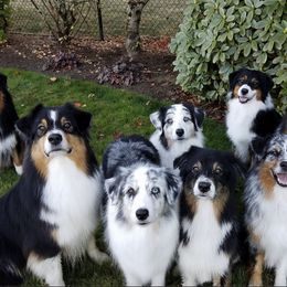 Australian Shepherds from Baywind Aussies
