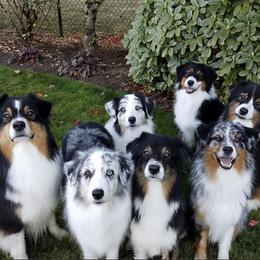 Australian Shepherds from Baywind Aussies