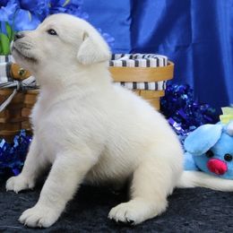 Male - Yellow male Labrador Retriever puppy in Lakeside, California from Labs To Love