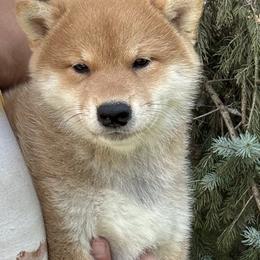TJ - Red male Shiba Inu puppy in Winthrop, Minnesota from Kayobi Shibas