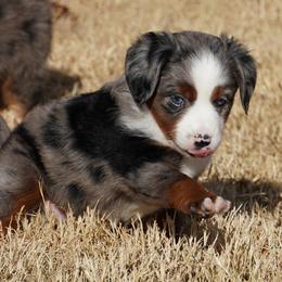 Blue Merle 1 - Blue merle female Miniature Australian Shepherd puppy in Lawton, Oklahoma from Lindsey’s Aussies