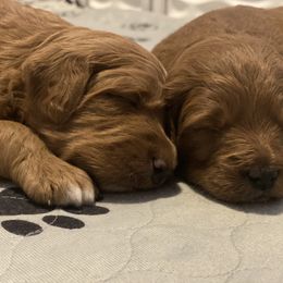 Goldendoodle Puppies from Dapper Doodles of Tennessee