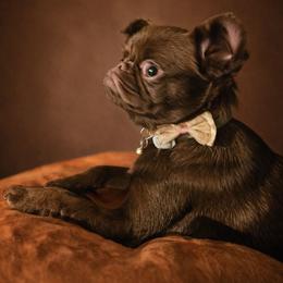 Gertrude - Brussels Griffon