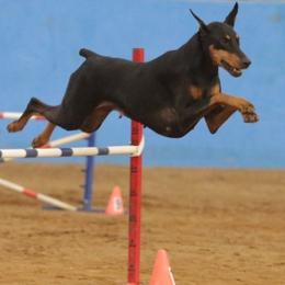 Doberman Pinschers from Quartet Dobermans