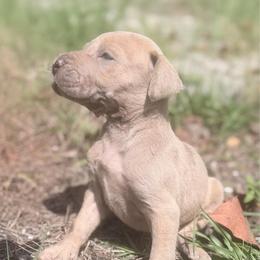 Meatball - Brindle male Great Dane puppy in Lehigh Acres, Florida from Florida Wrinkles