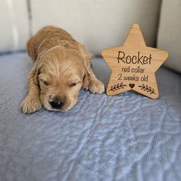 Rocket - Golden male Golden Retriever puppy in Inman, South Carolina from Shadow Acres