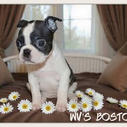 Franny - Black and white female Boston Terrier puppy in North Central, Vermont from Windy Valley’s Bostons