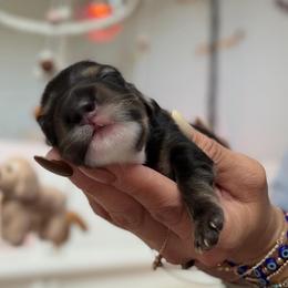 Jack Skellington - Black and cream male Dachshund puppy in Perris, California from THE DACH HOUSE ♡
