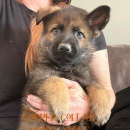 Copper Collar - Sable male German Shepherd puppy in Canterbury, Connecticut from Nachtwaechter German Shepherds, LLC