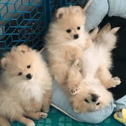 Pomeranian Puppies from Yates Pomeranians