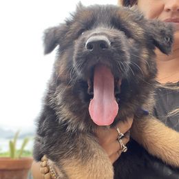 German Shepherd Puppies from Oahu German Shepherds