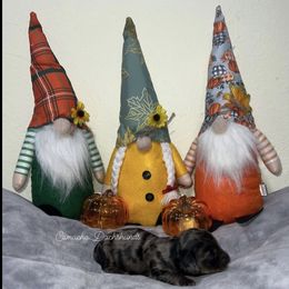 Midnight - Dapple female Dachshund puppy in Huntington, Texas from Camacho_Dachshunds