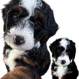Harvest Moon - Tri-color female Bernedoodle puppy in Henrico, Virginia from Paws 4 Doodles, LLC