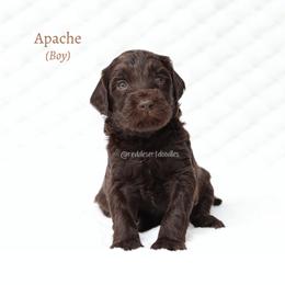 Boy 6 - male Australian Labradoodle puppy in Hurricane, Utah from Red Desert Doodles