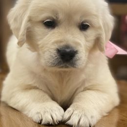 Golden Retriever Puppies from Rockinbfarms