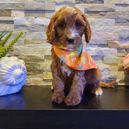 Cavapoo, Maltipoo, and Poodle Puppies from Mount Baker Poodle and Doodles
