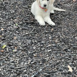 Golden Retriever Puppies from Family Loved Golden Retrievers