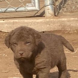 Chesapeake Bay Retriever Puppies from Yellow Town Chesapeake’s