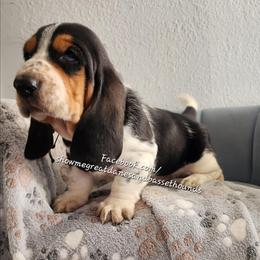 Brown collar - Black white and brown male Basset Hound puppy in Alton, Illinois from Show Me Great Danes and Basset Hounds
