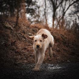 Otis - male German Shepherd puppy in Lexington, Virginia from Stahlhaus ( Previously Buffelbach Farmstead Shepherds)