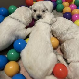 Golden Retriever and Labrador Retriever Puppies from Oak Breeze Retrievers