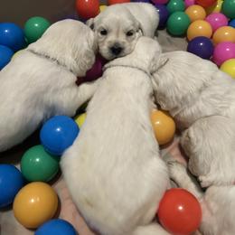 Golden Retriever and Labrador Retriever Puppies from Oak Breeze Retrievers
