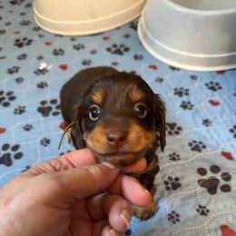 Blue boy CKC - Chocolate and tan male Dachshund puppy in Irving, Texas from DFW Dachshunds by G & S