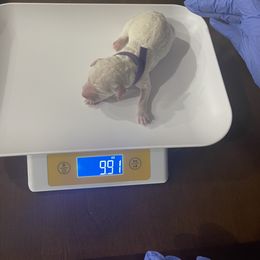 Poodle Puppies from Cute paws poodles