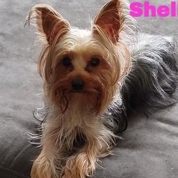 shelby - Yorkshire Terrier