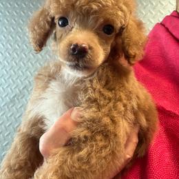 Eevee boy one - Red  male Poodle puppy in Haines City, Florida from Camic Cockapoos