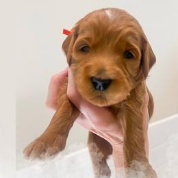 Jackie - Red  male Goldendoodle puppy in Garden Grove, California from Sunkissed Doodles