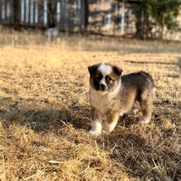 Icelandic Sheepdog Puppies from Hjarta Icelandics